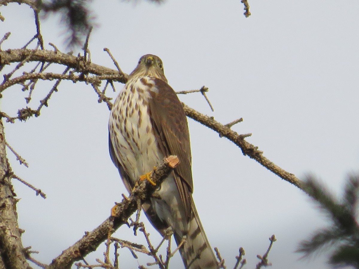 Sharp-shinned Hawk - ML623724937