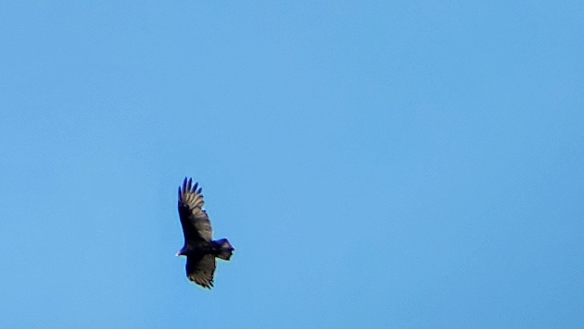 Turkey Vulture - ML623724938