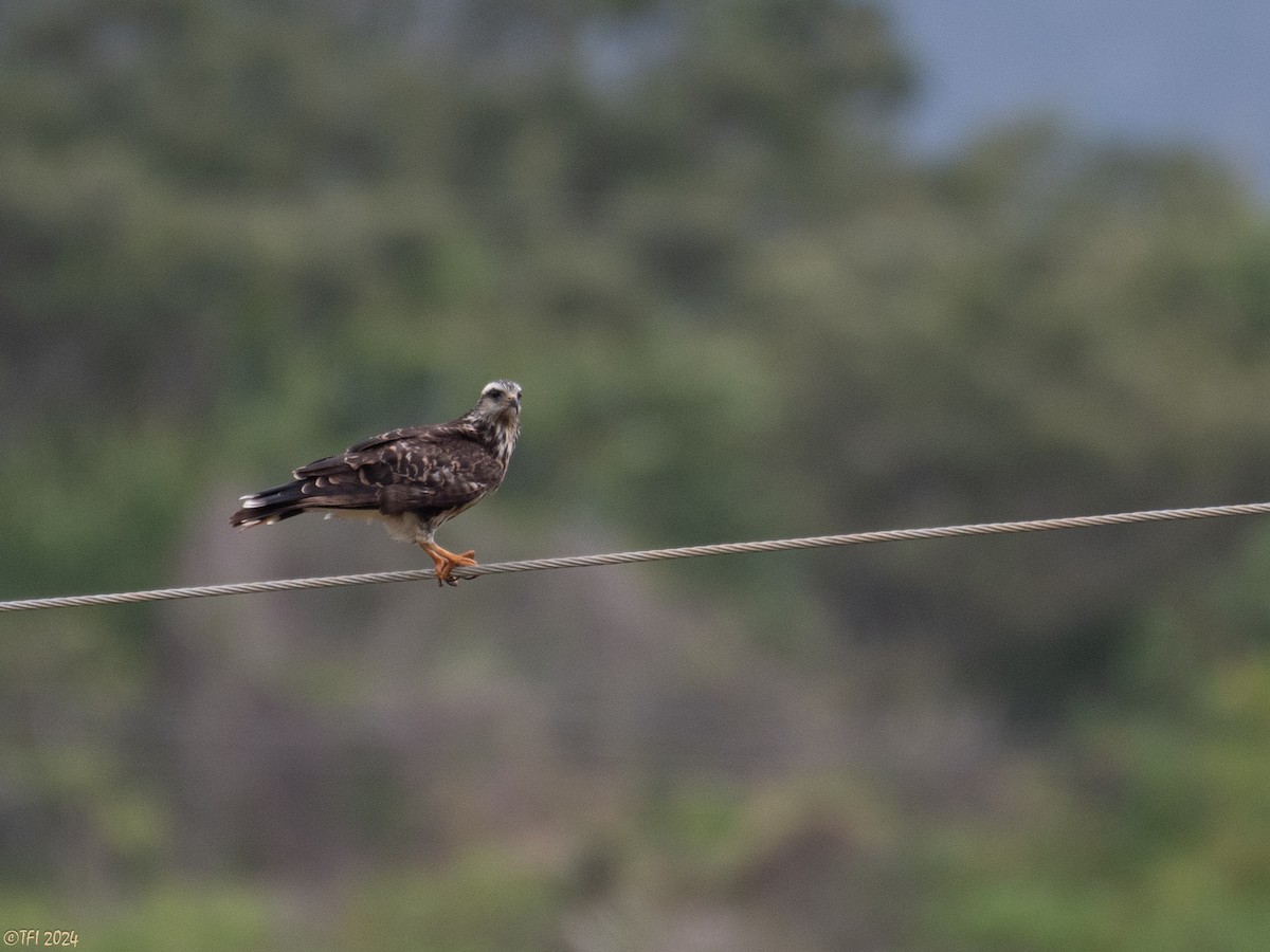 Snail Kite - ML623724940