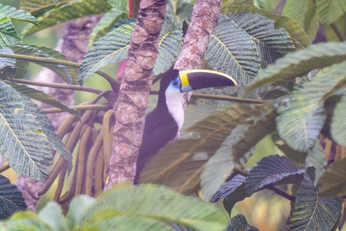 Channel-billed Toucan - ML623724944