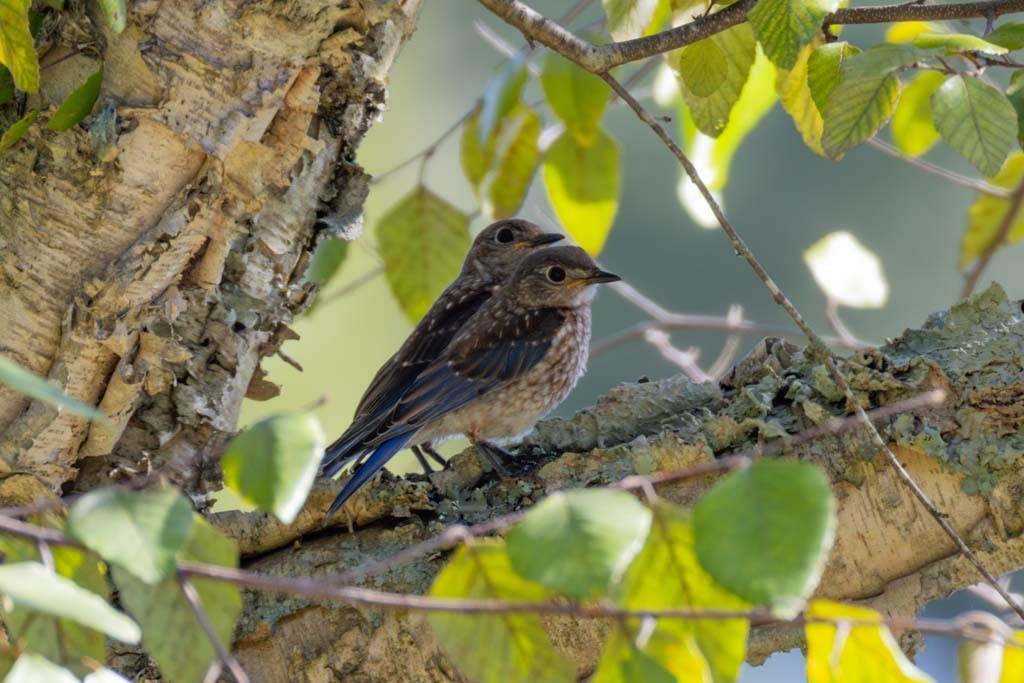 Eastern Bluebird - ML623725004