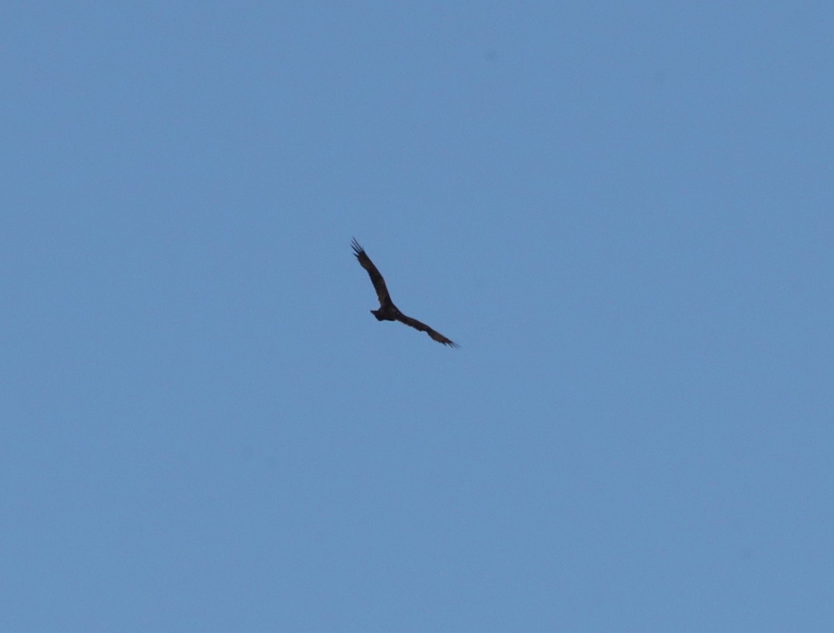 Turkey Vulture - ML623725005