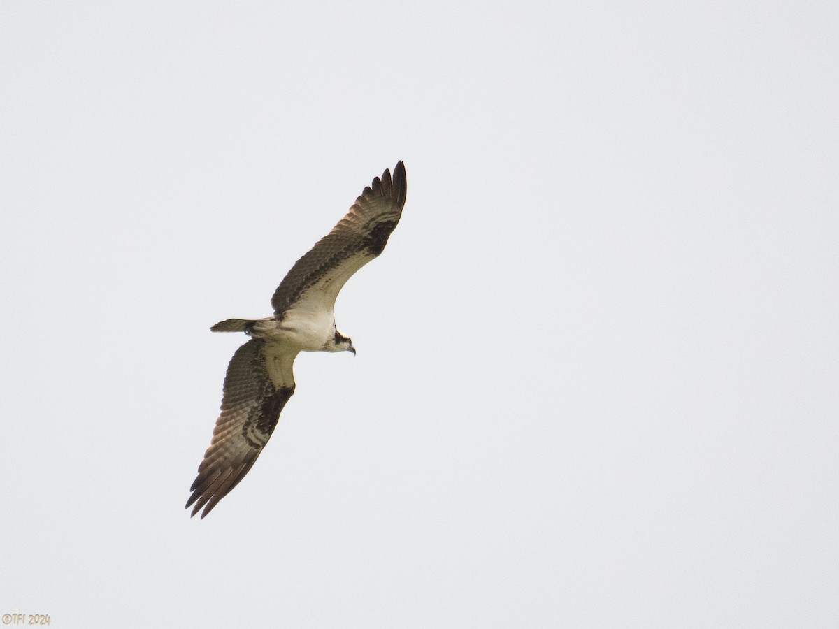 Osprey (ridgwayi) - ML623725009