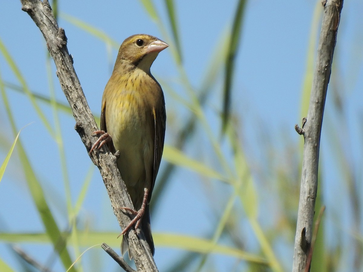 Dickcissel - ML623725026