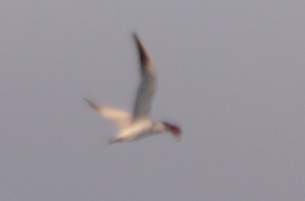 裏海燕鷗 - ML623725028
