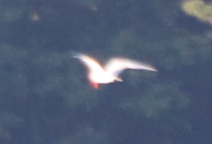 裏海燕鷗 - ML623725029
