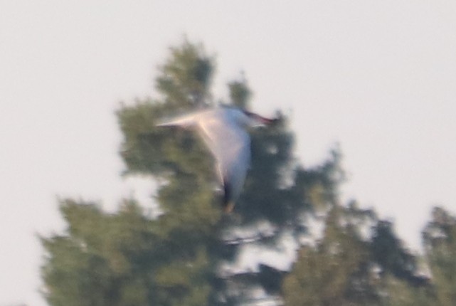 裏海燕鷗 - ML623725030
