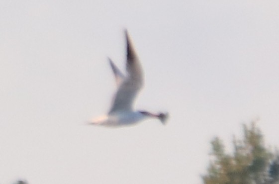 裏海燕鷗 - ML623725031