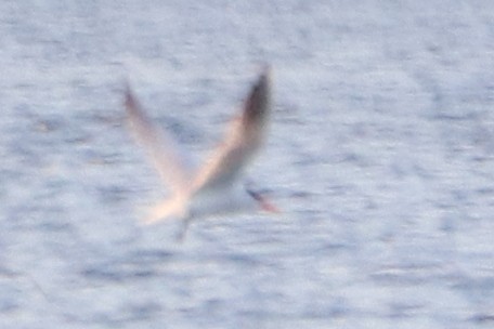 裏海燕鷗 - ML623725032