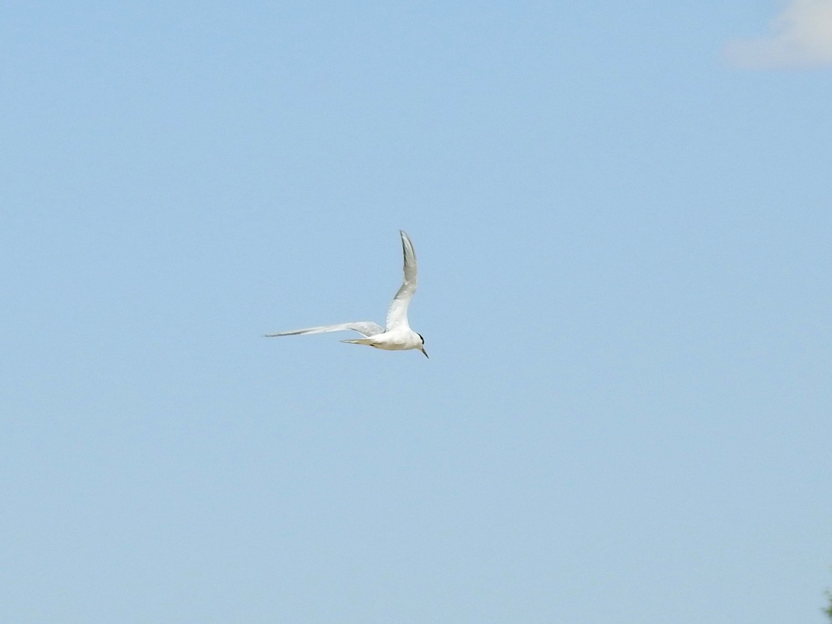 Forster's Tern - ML623725045