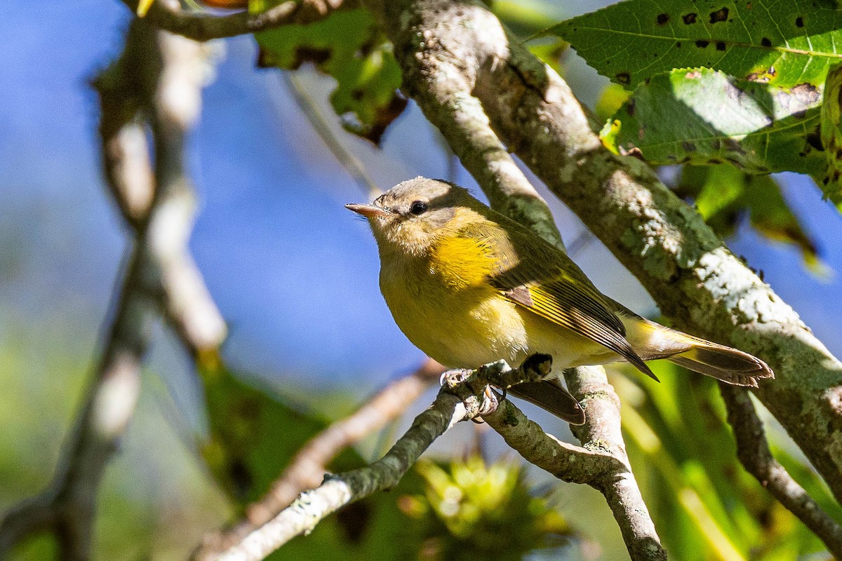 American Redstart - ML623725046