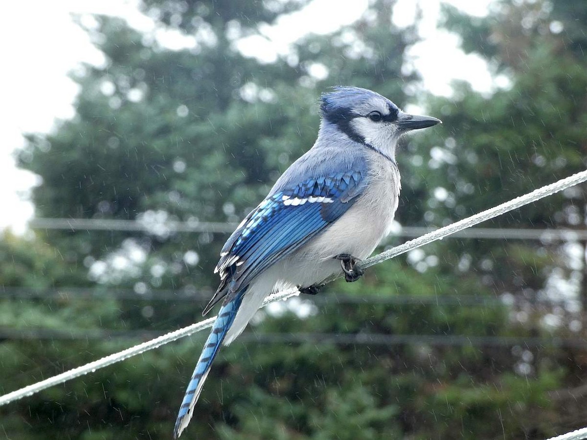 Blue Jay - ML623725055