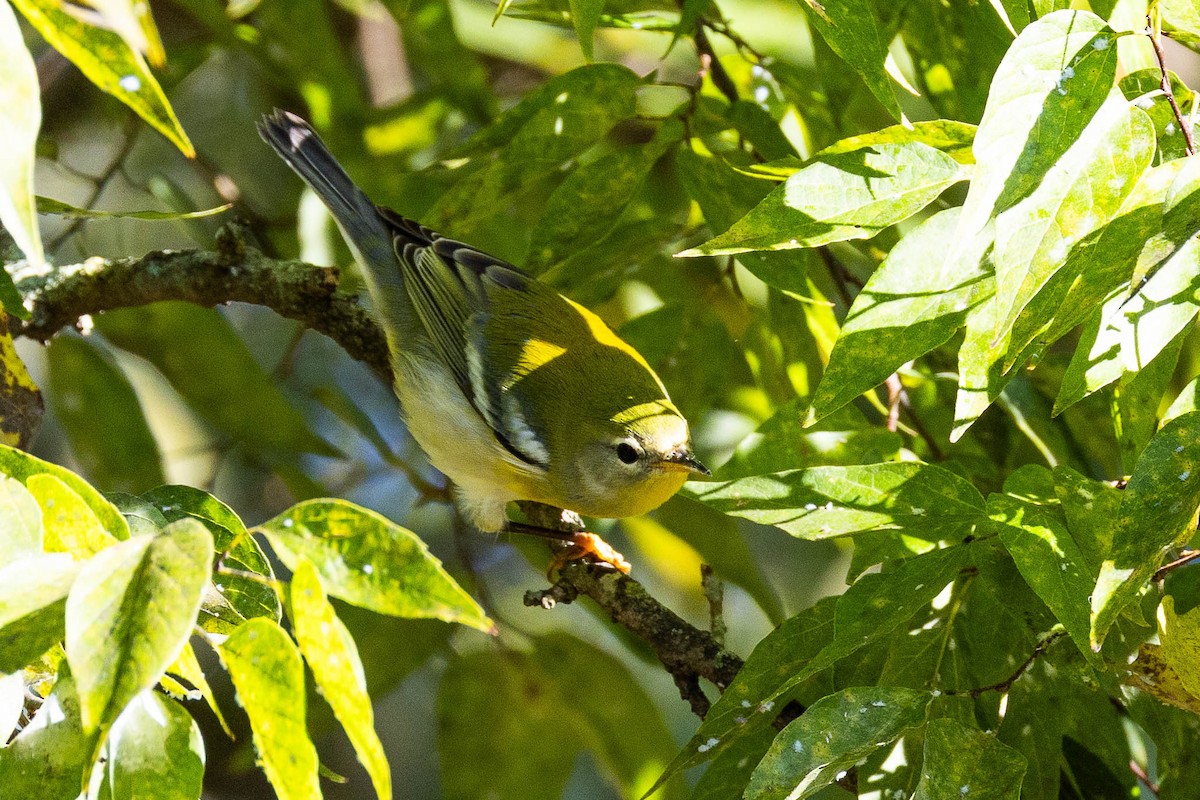 Northern Parula - ML623725057