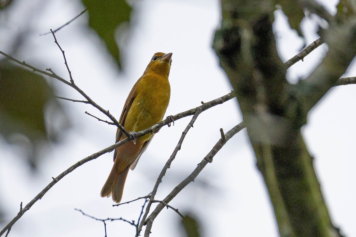 Summer Tanager - ML623725066