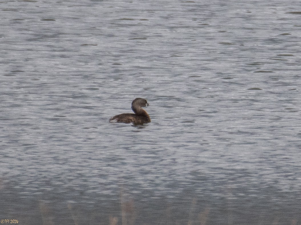 Pied-billed Grebe - ML623725083