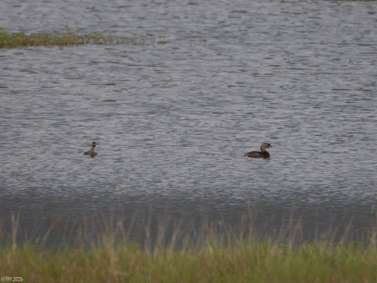 Pied-billed Grebe - ML623725084