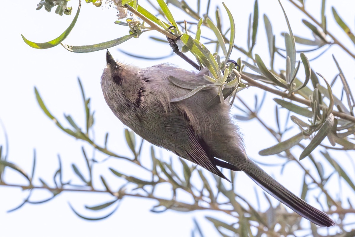 Bushtit (Interior) - ML623725117