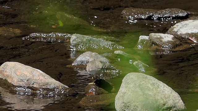 Spotted Sandpiper - ML623725130