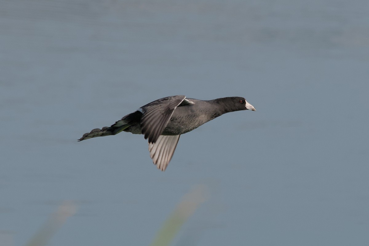 American Coot - ML623725184