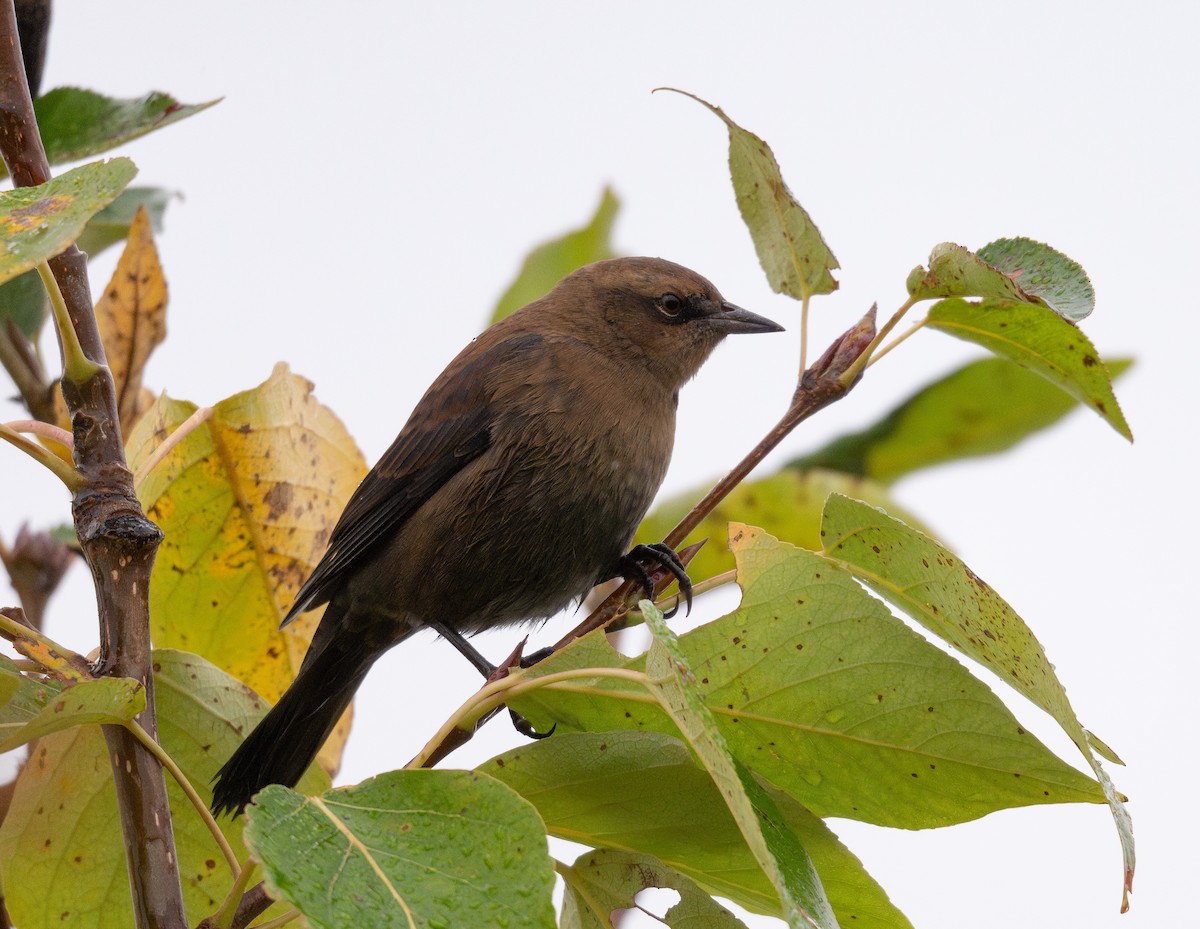 Rusty Blackbird - ML623725202