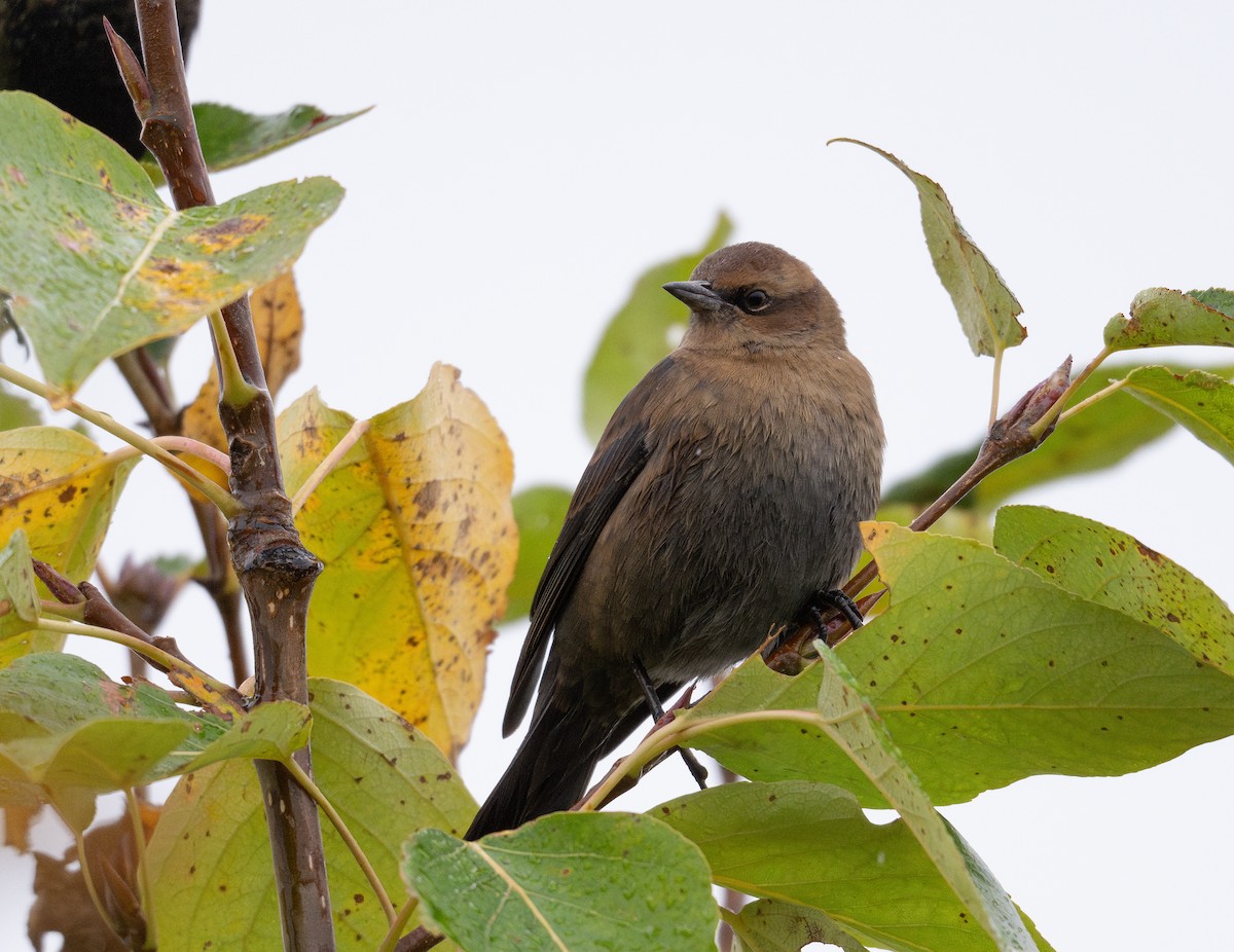 Rusty Blackbird - ML623725203