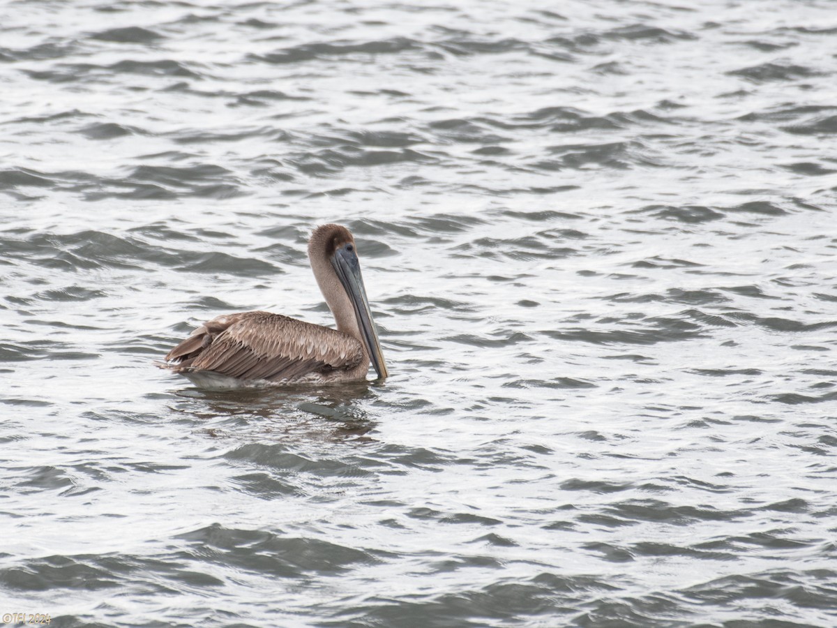 Brown Pelican - ML623725210