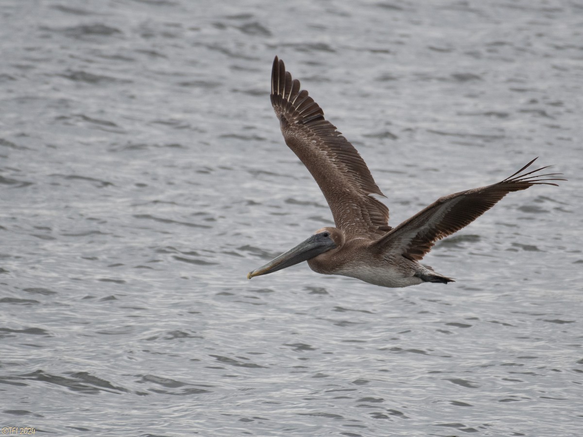 Brown Pelican - ML623725212