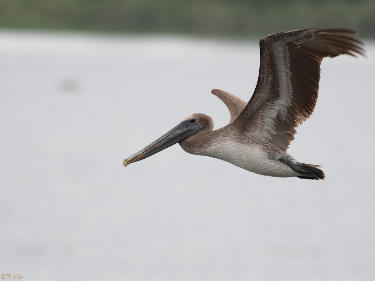 Brown Pelican - ML623725216