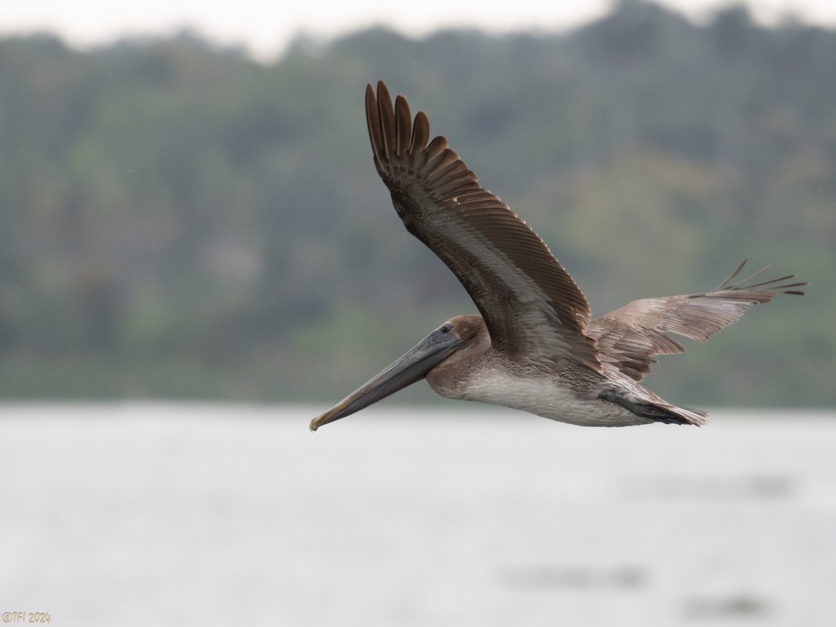 Brown Pelican - ML623725218