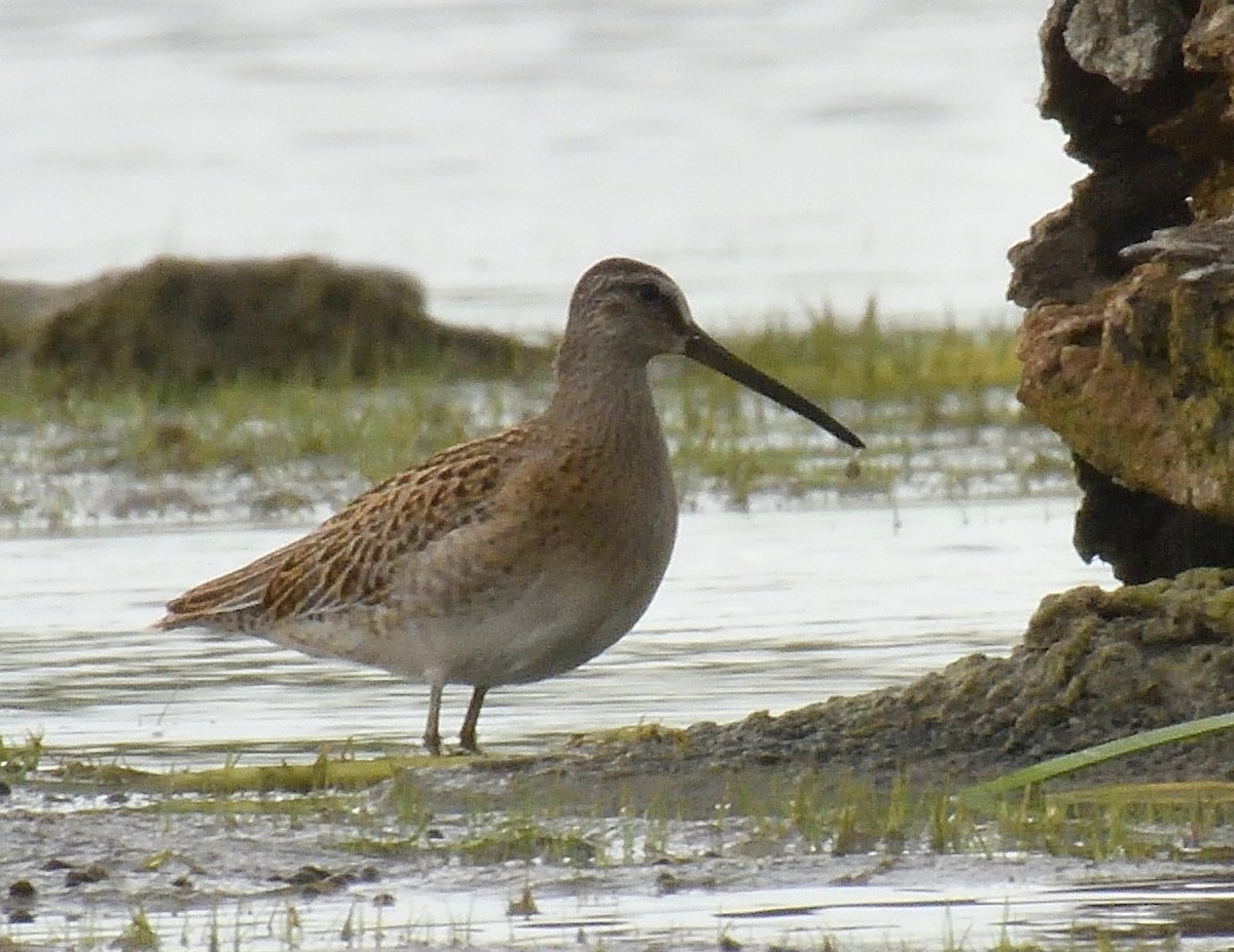 Short-billed Dowitcher - Margaret Hough