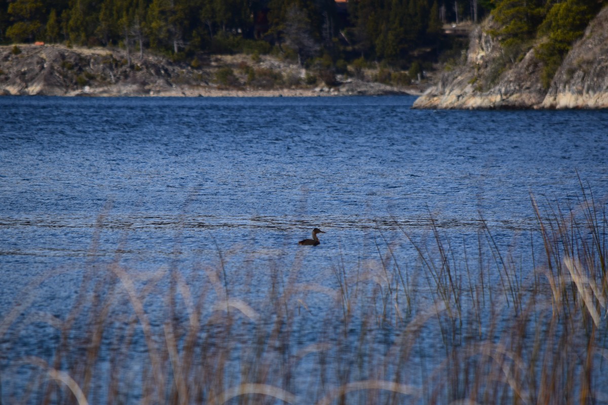 Great Grebe - ML623725227