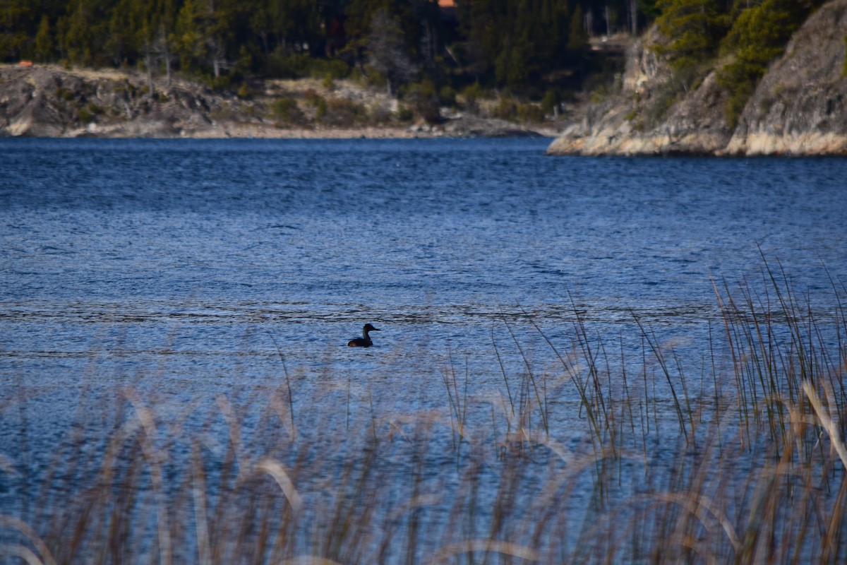 Great Grebe - ML623725228