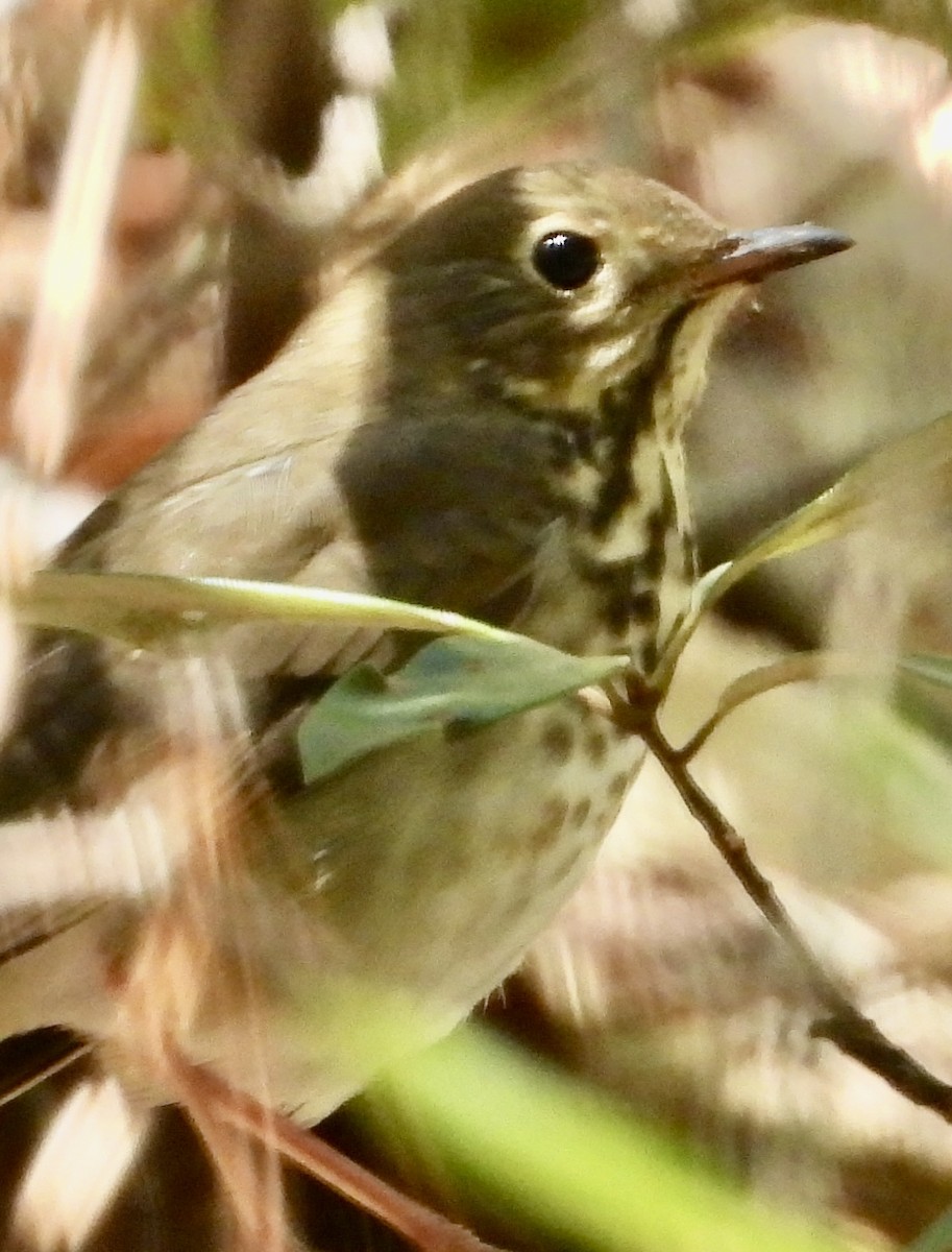 Hermit Thrush - John Amoroso