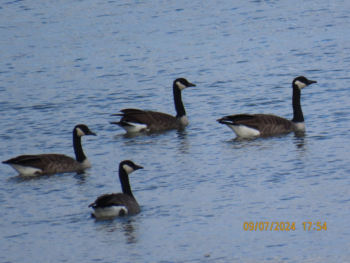 Canada Goose - Green Blood