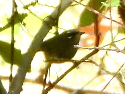 MacGillivray's Warbler - ML623725272