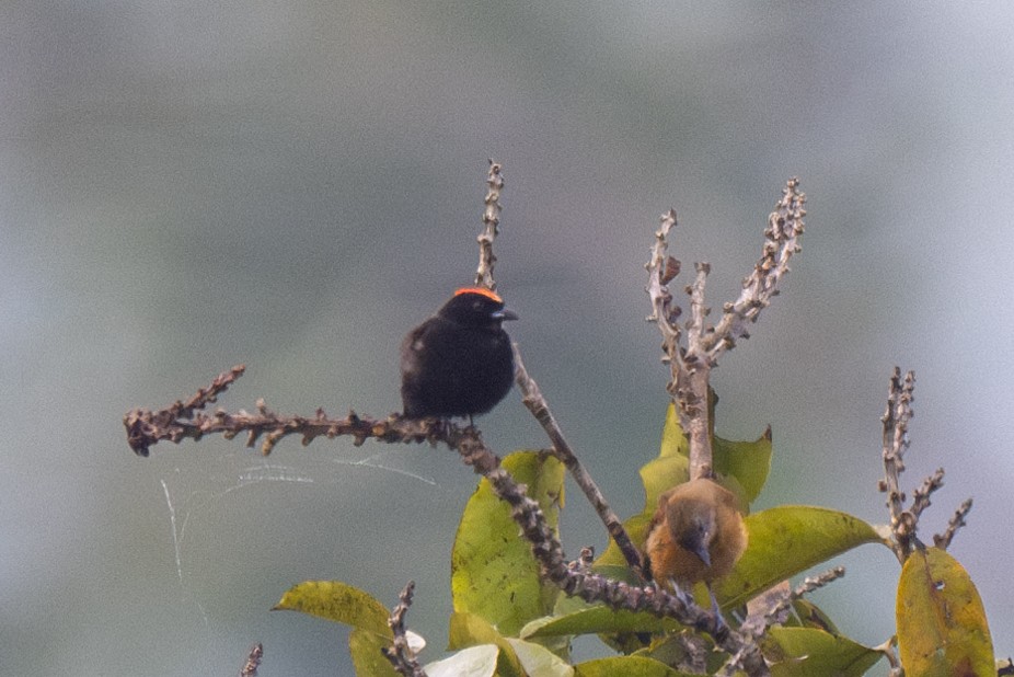 Flame-crested Tanager - ML623725301