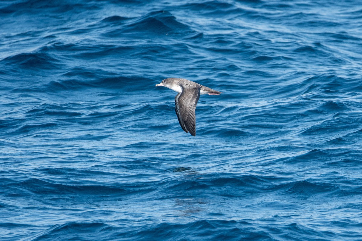 Pink-footed Shearwater - ML623725329