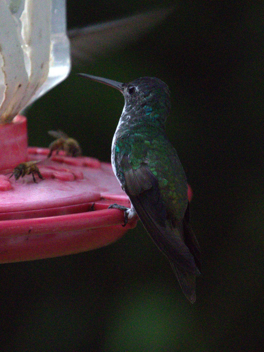 Green-crowned Brilliant - ML623725356