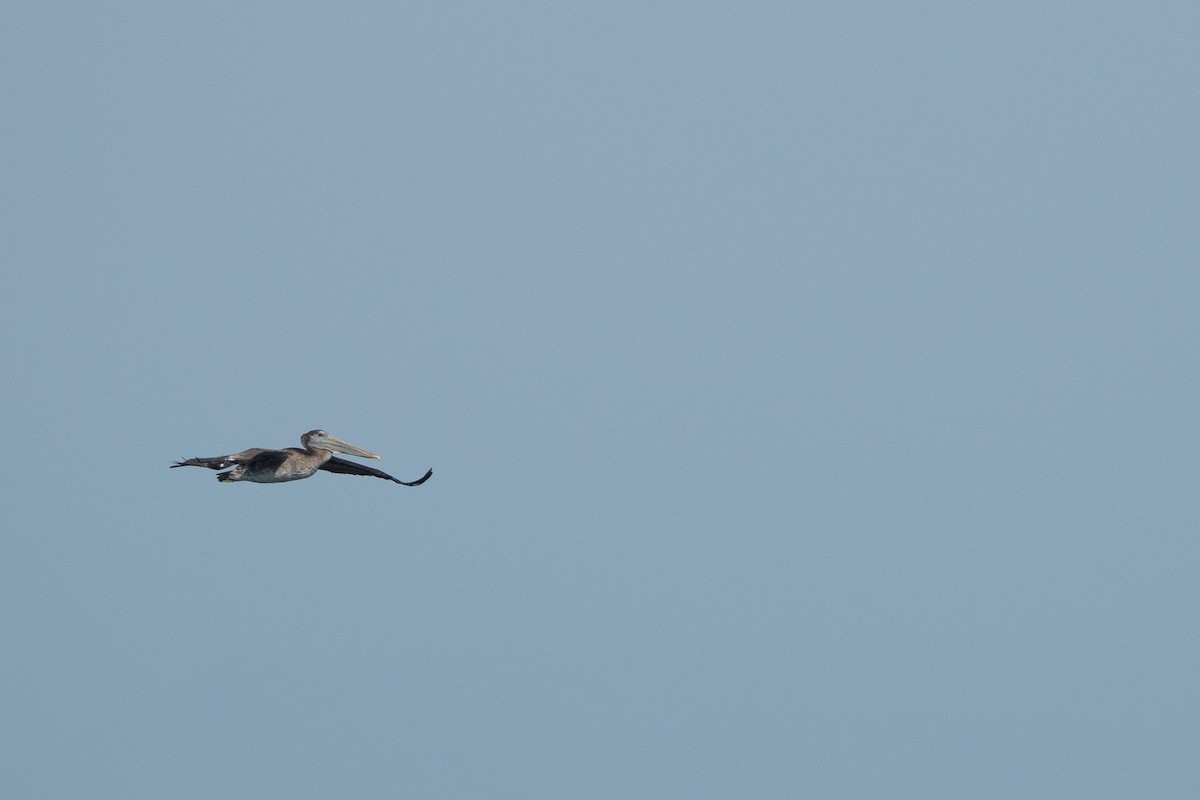 Brown Pelican - ML623725365