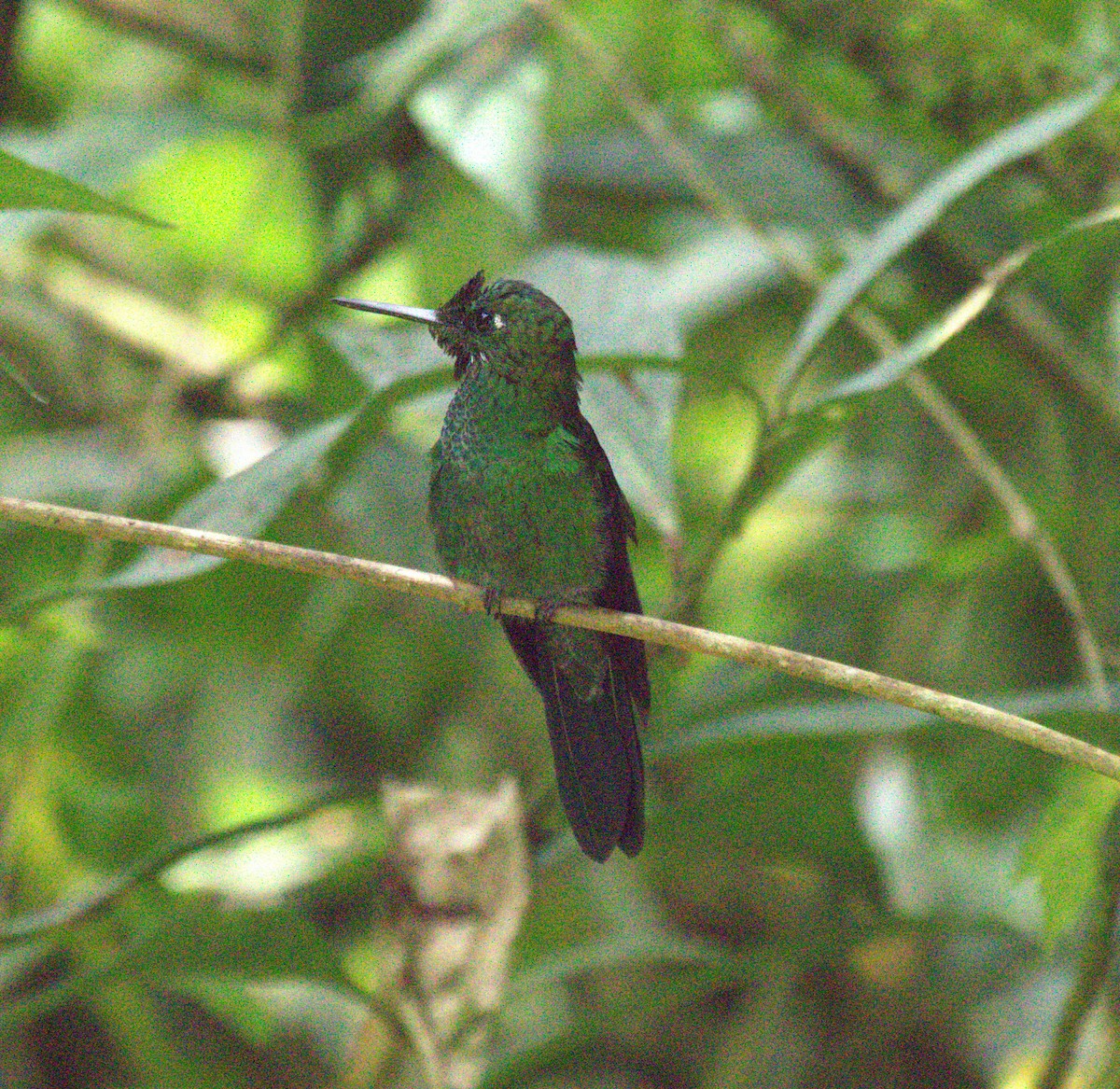 Green-crowned Brilliant - ML623725375