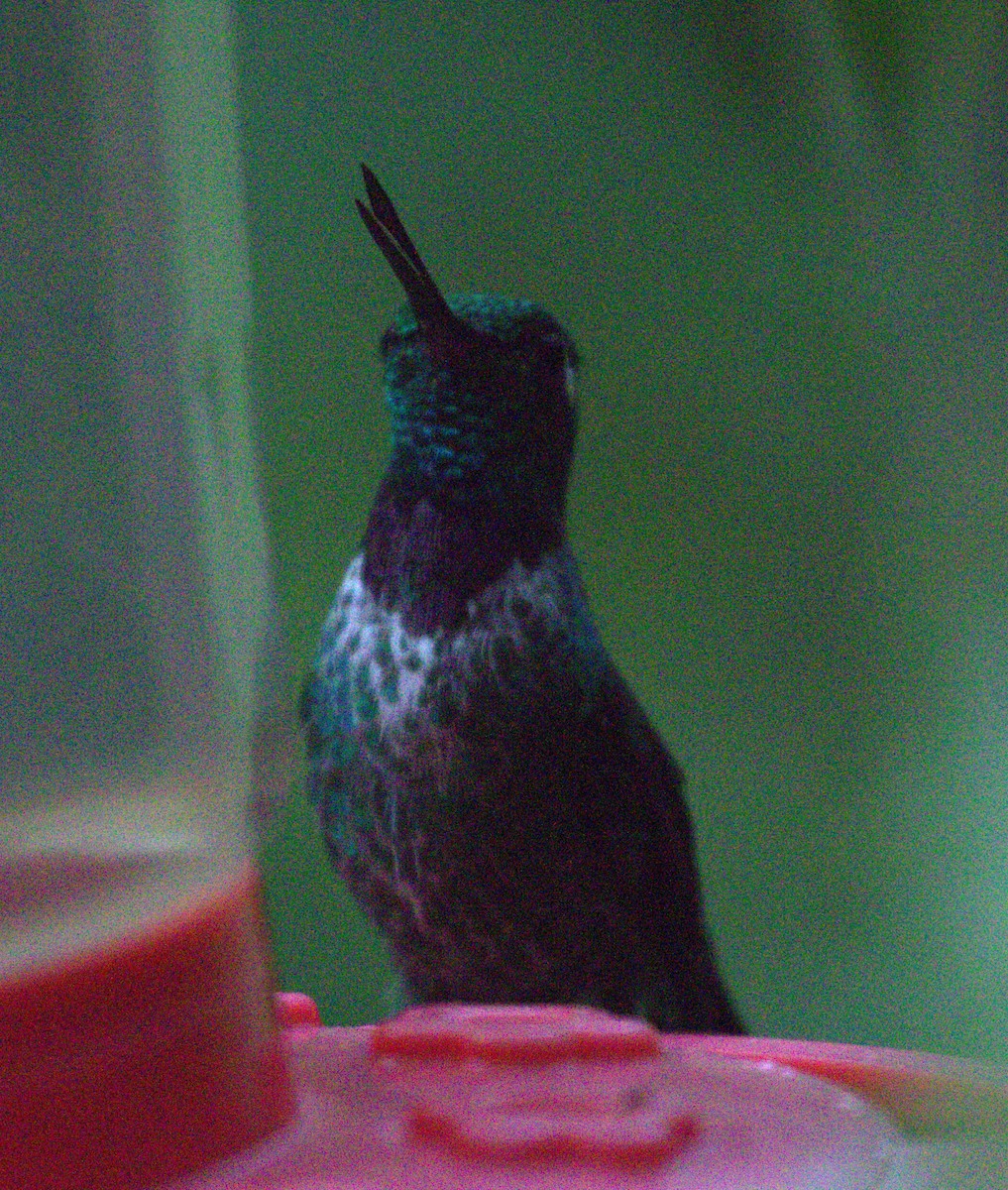 Colibrí Puntiblanco Occidental - ML623725393