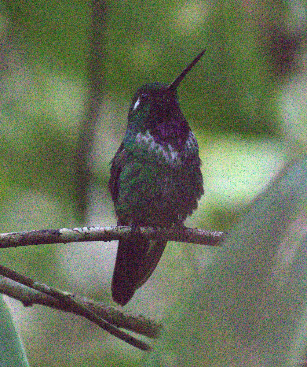 Colibrí Puntiblanco Occidental - ML623725396