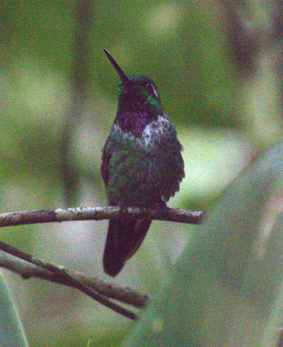 Colibrí Puntiblanco Occidental - ML623725398