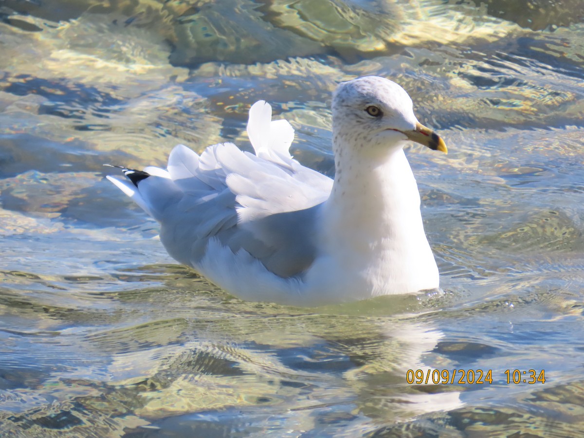 Ring-billed Gull - ML623725413