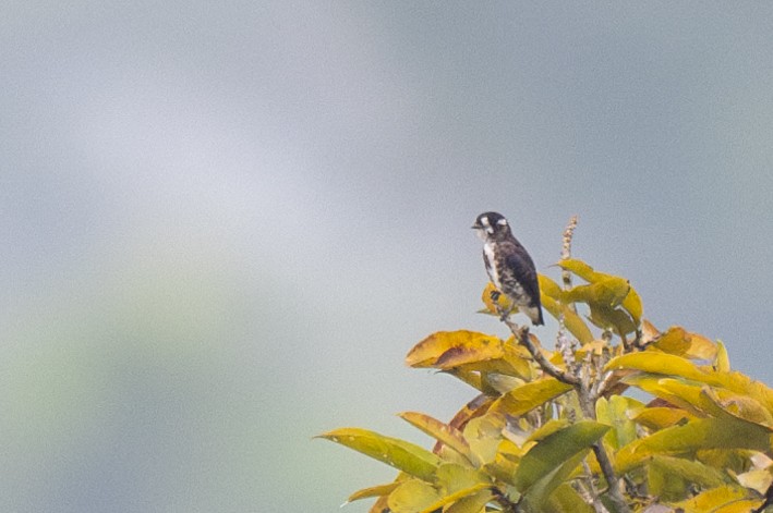 White-browed Purpletuft - ML623725438