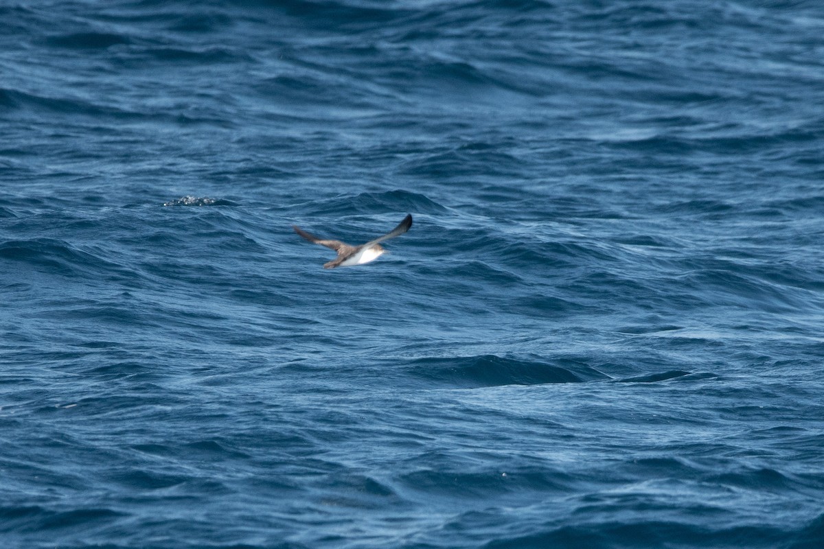 Scripps's Murrelet - ML623725457