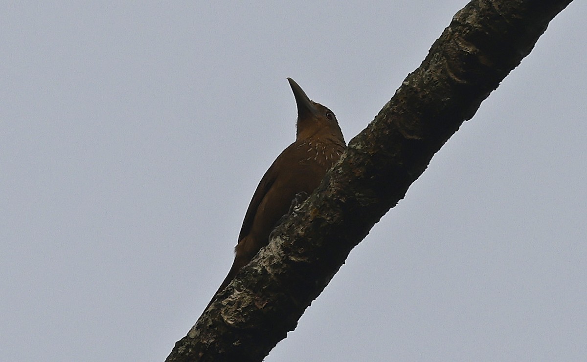Cinnamon-throated Woodcreeper - ML623725460
