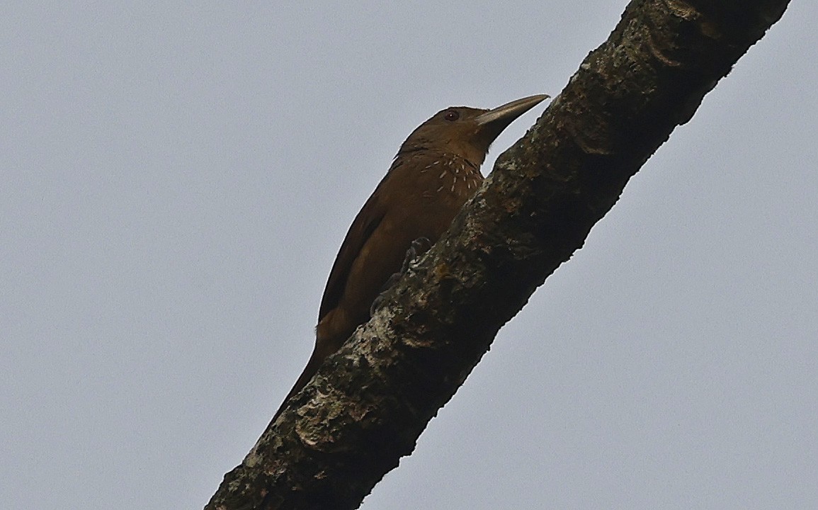 Cinnamon-throated Woodcreeper - ML623725463