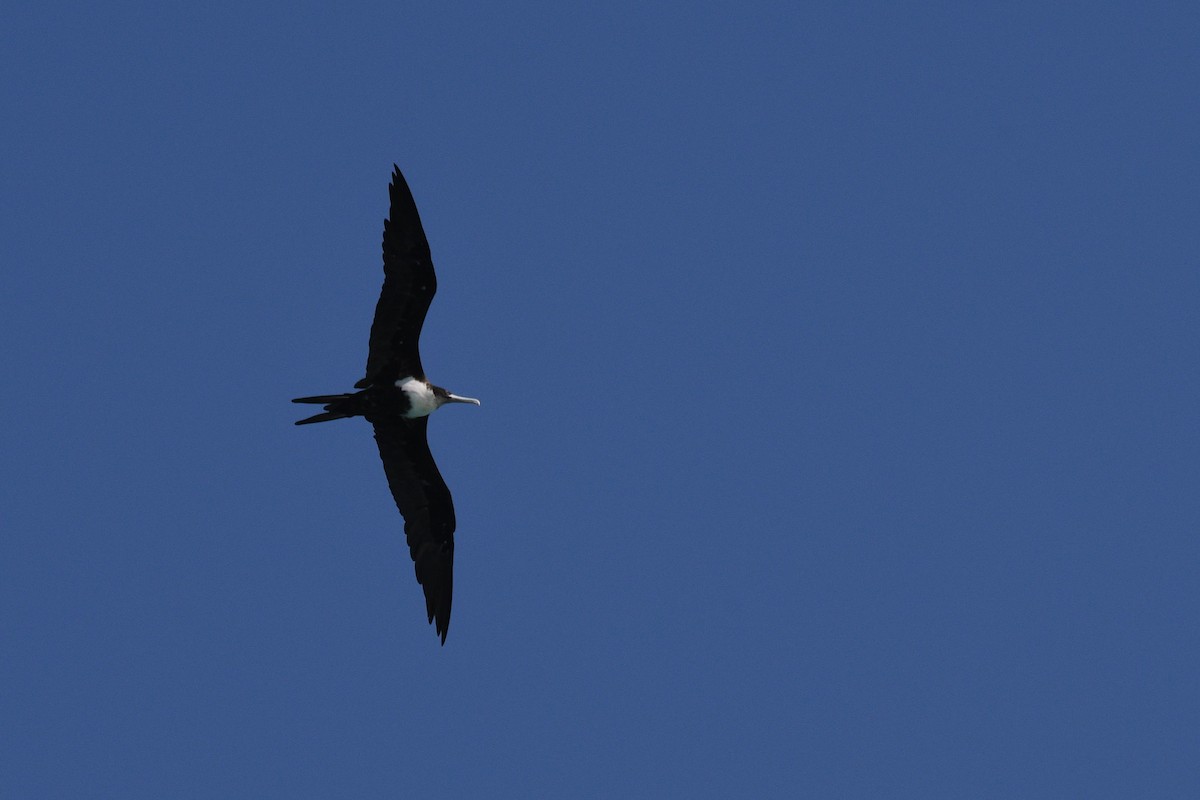 Great Frigatebird - ML623725465