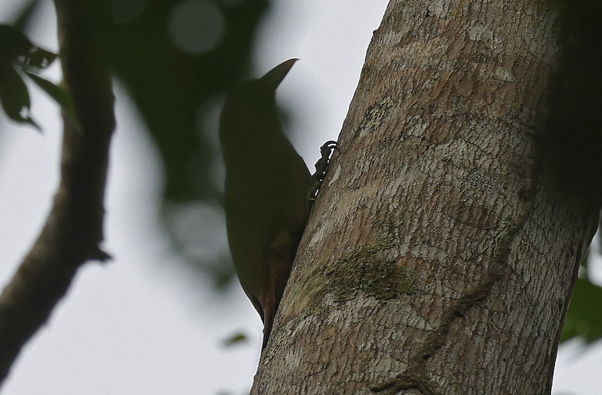 Cinnamon-throated Woodcreeper - ML623725467
